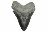 Serrated, Fossil Megalodon Tooth - South Carolina #365740-1